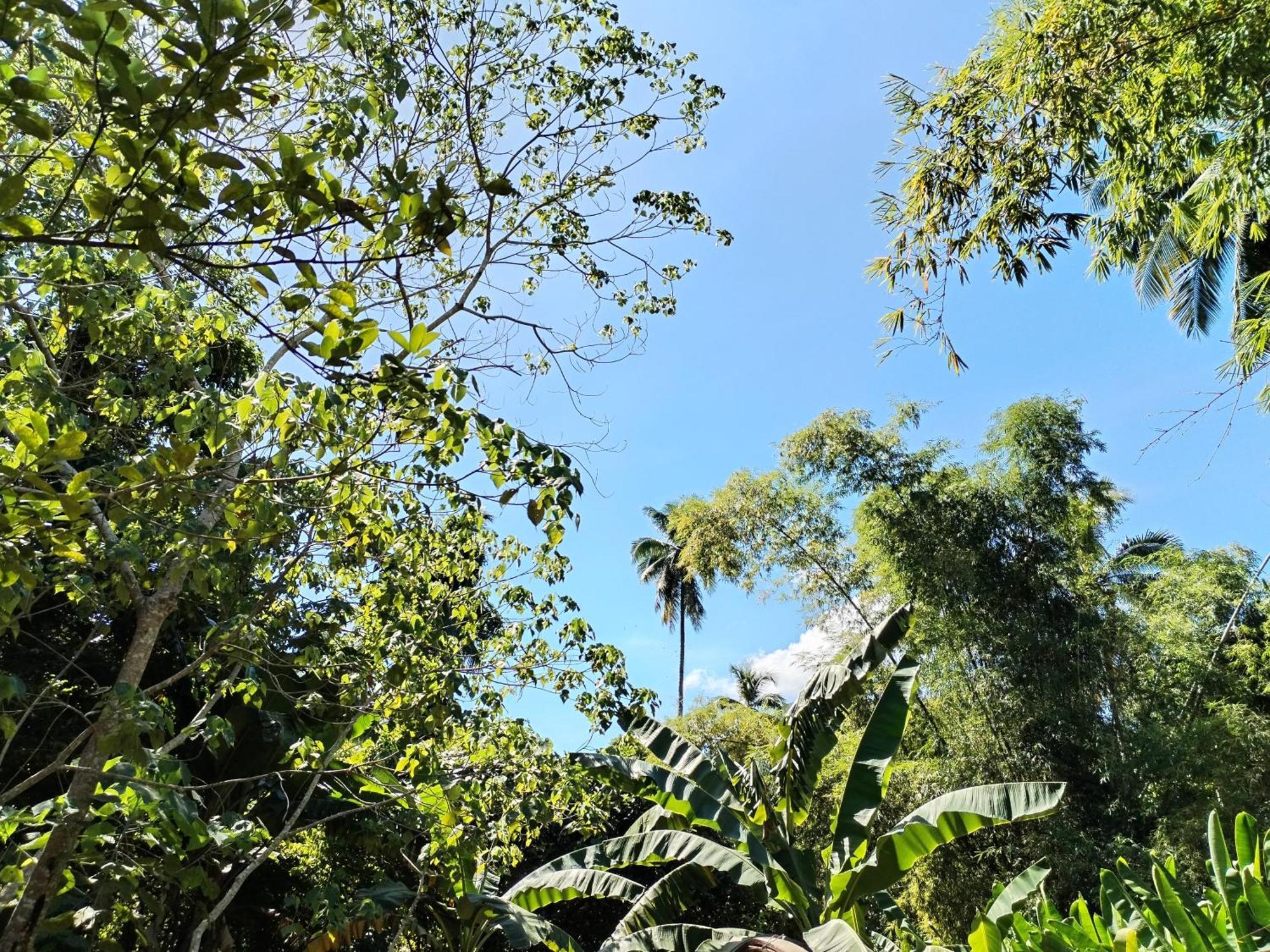 Forest Camp El Nido Dış mekan fotoğraf